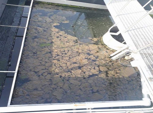 C&aacute;c bước nu&ocirc;i b&ugrave;n vi sinh hạn chế gặp sự cố